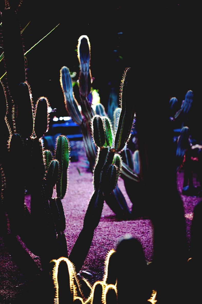 Docher cactus envers du décor